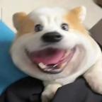 树先生头像