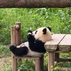 不爱吃洋葱头像