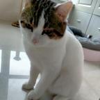雪球猫咪头像