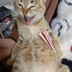 橙猫猫一发入魂头像
