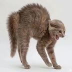 哈气耄耋猫头像