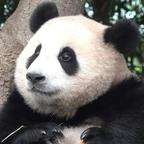 我家公主叫墩邦妮头像