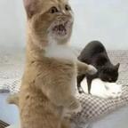 🐈‍⬛头像
