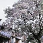 雨头像