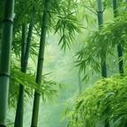 1614霖霖🌳头像