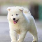 妞妞头像