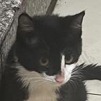dd头像