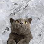 大夏养猫人🐈‍⬛头像