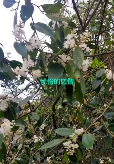 忧伤的恋情
