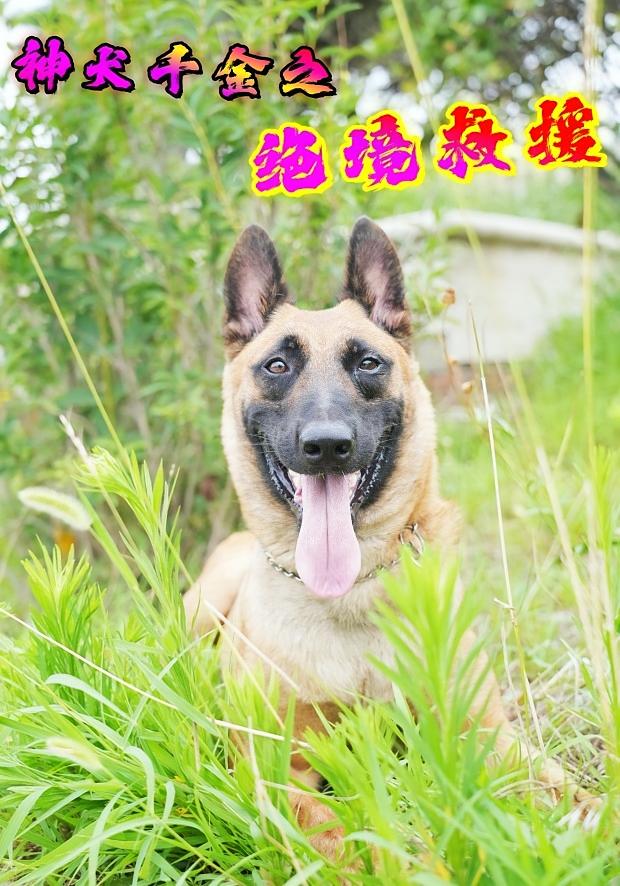 神犬千金之绝境救援