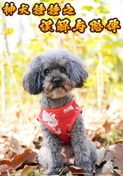 神犬锤锤之误解与陪伴