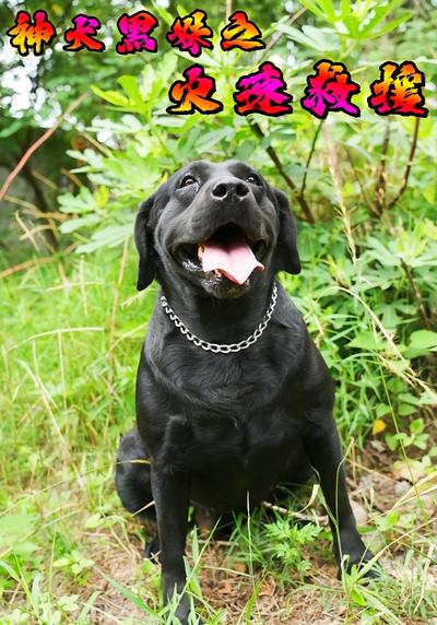 神犬黑妹之火速救援
