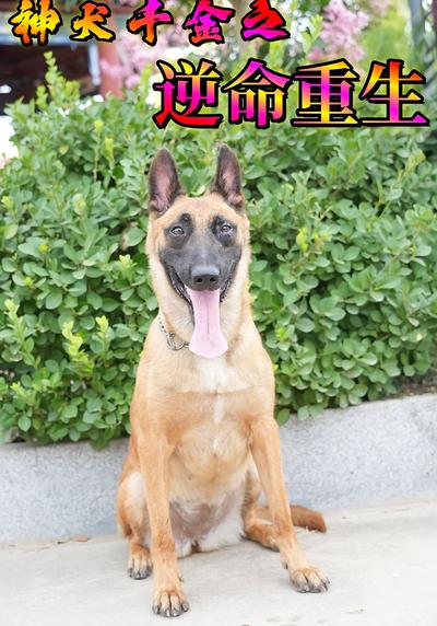 神犬千金之逆命重生