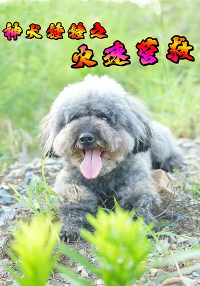 神犬锤锤之火速营救