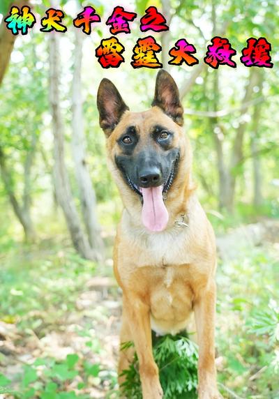 神犬千金之雷霆大救援