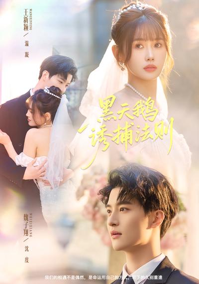 黑天鹅诱捕法则