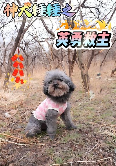 神犬锤锤之英勇救主
