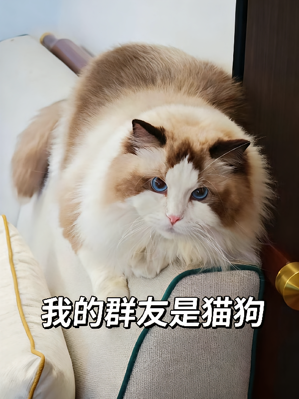 我的群友是猫狗