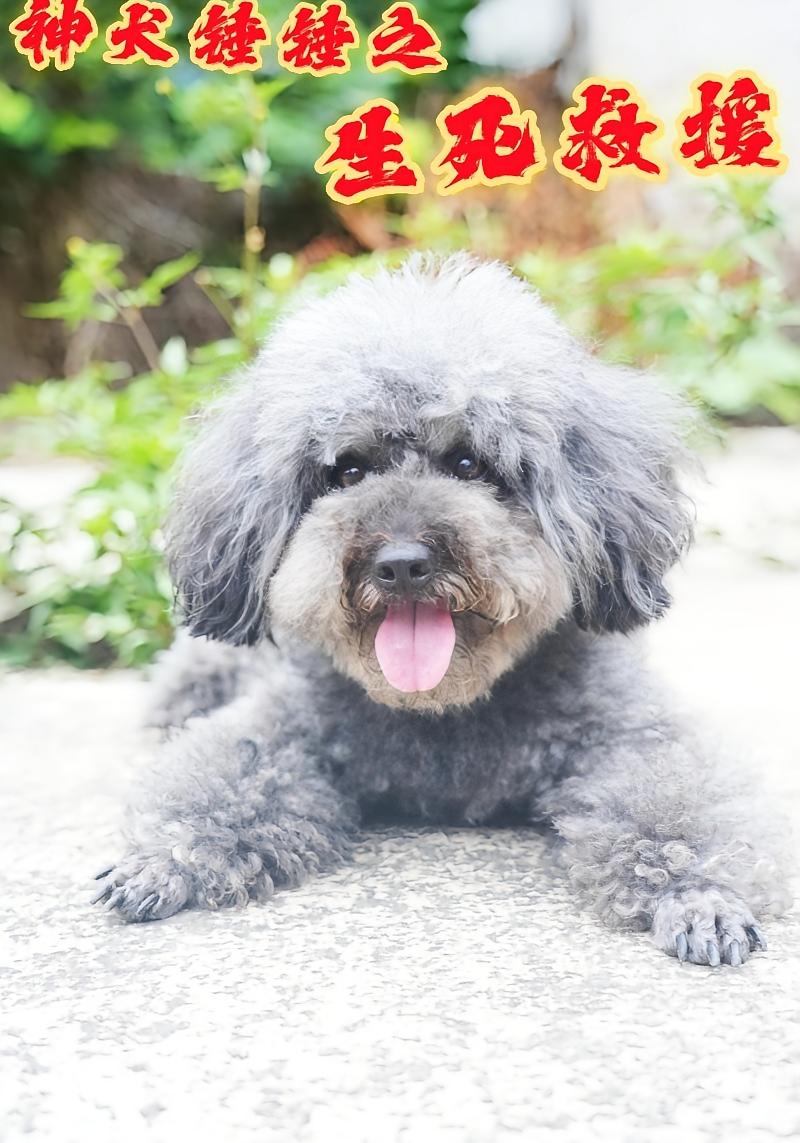 神犬锤锤之生死救援