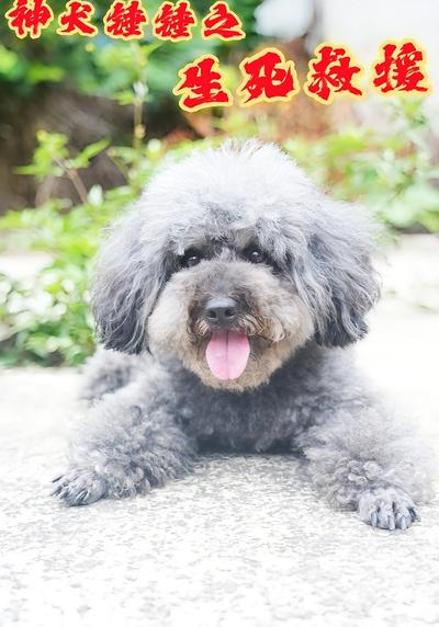 神犬锤锤之生死救援