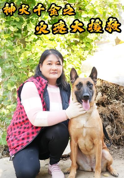 神犬千金之火速大援救