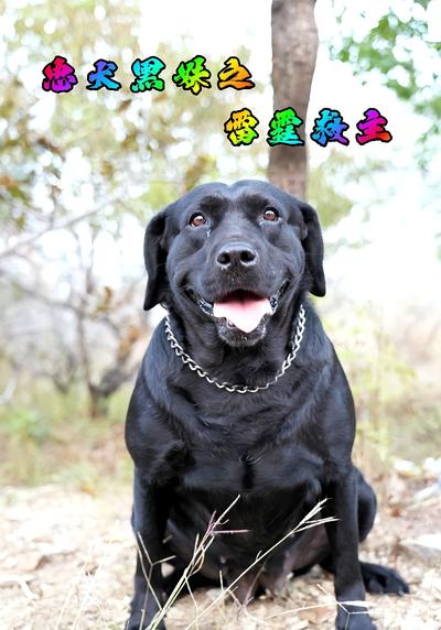 忠犬黑妹之雷霆救主