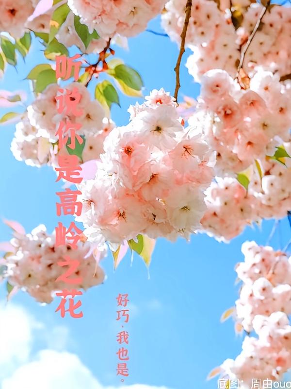 听说你是高岭之花