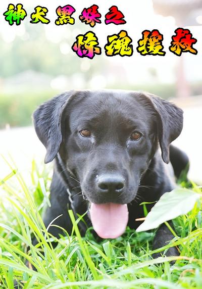 神犬黑妹之惊魂援救