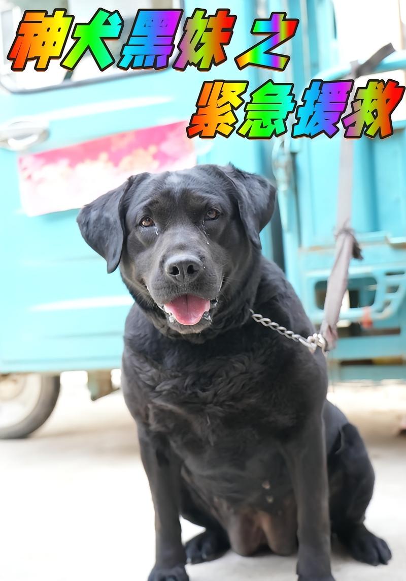 神犬黑妹之紧急援救