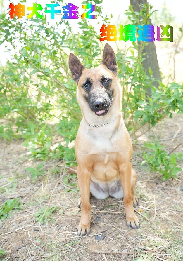 神犬千金之绝境追凶