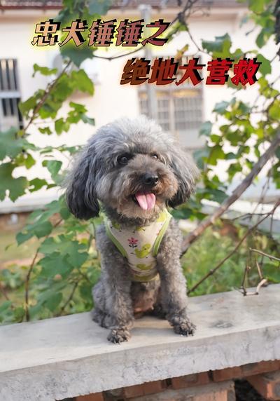 忠犬锤锤之绝地大营救