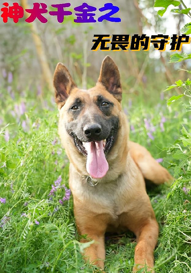 神犬千金之无畏的守护