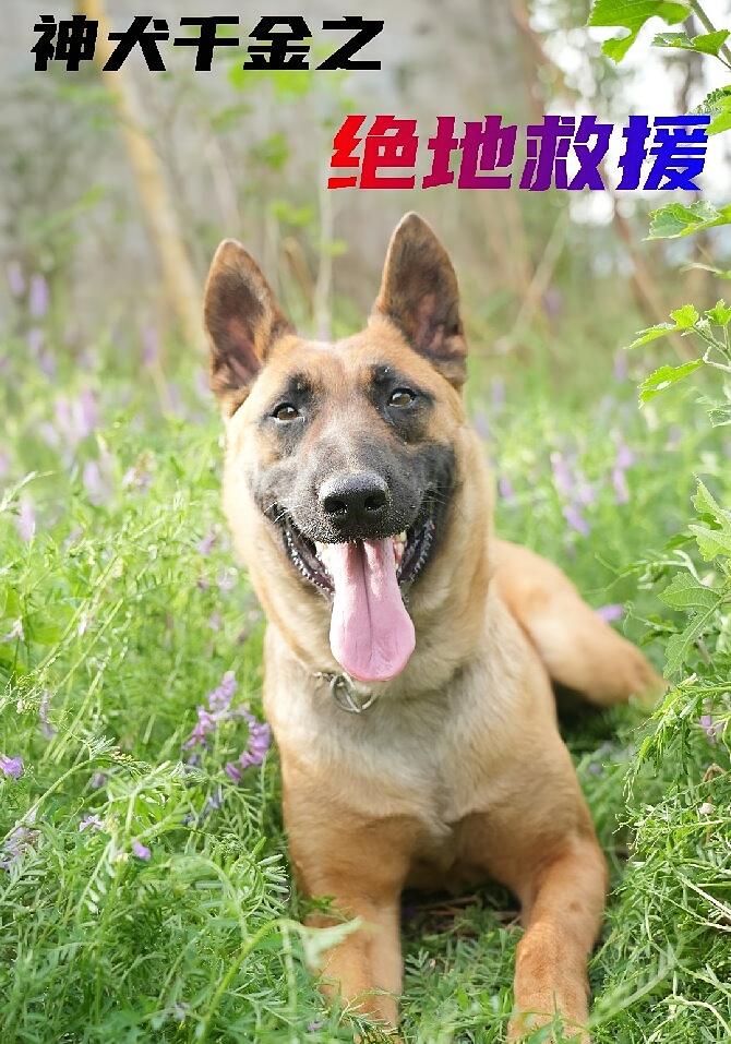 神犬千金之绝地救援