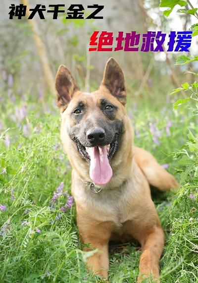 神犬千金之绝地救援