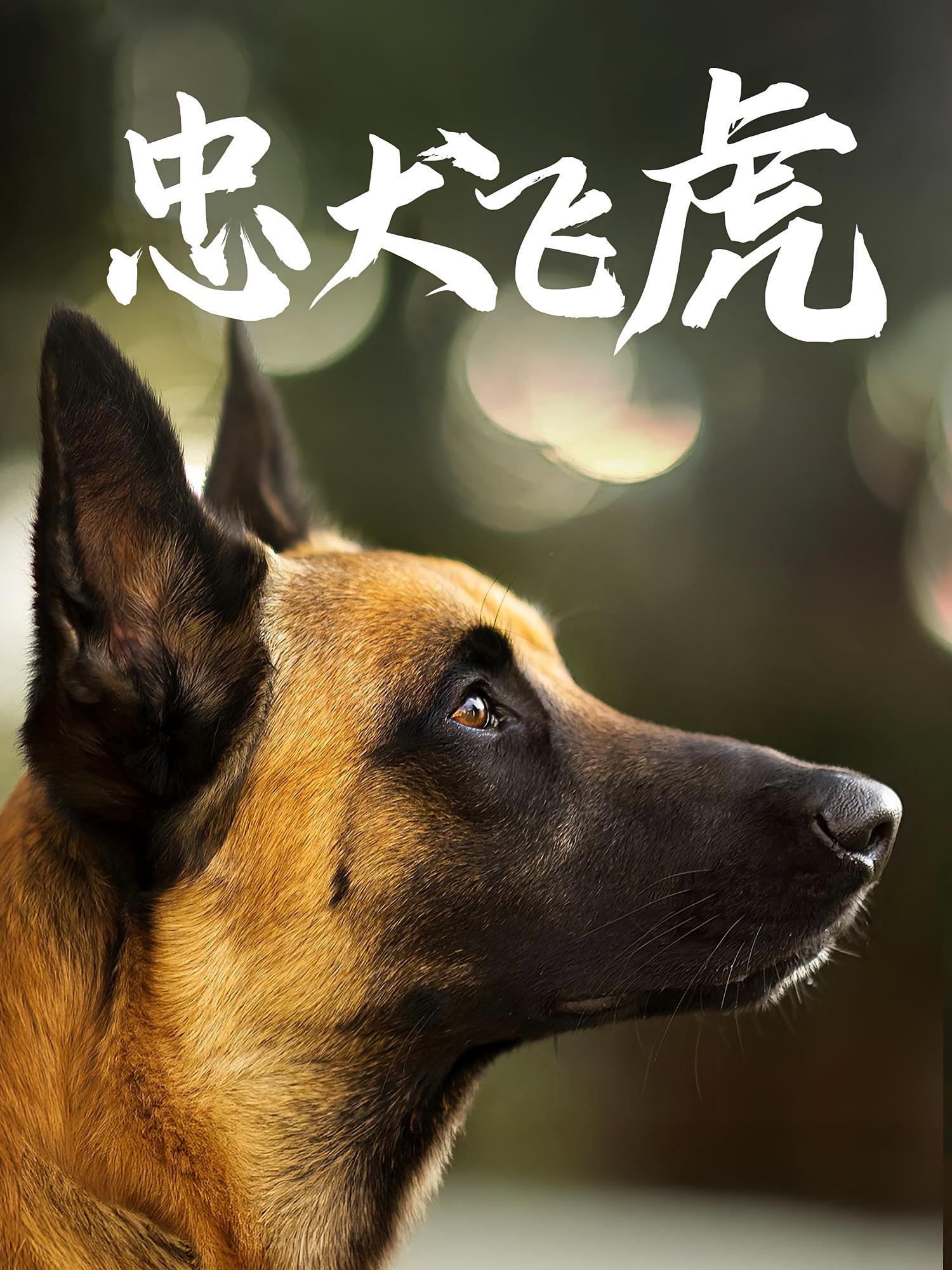 忠犬飞虎