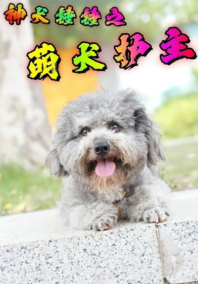 神犬锤锤之萌犬护主