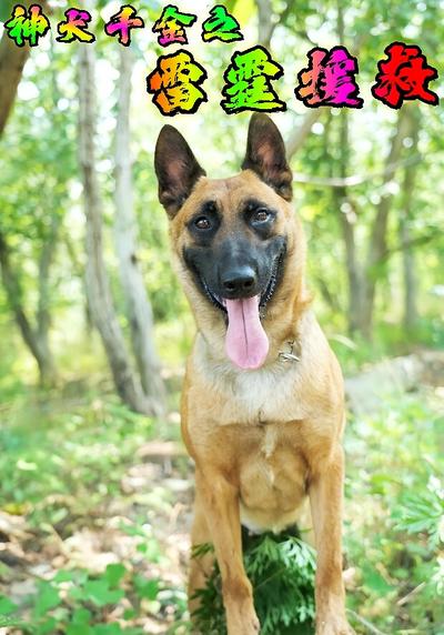 神犬千金之雷霆援救