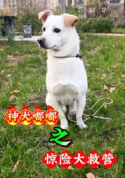 神犬嘟嘟之惊险大救营