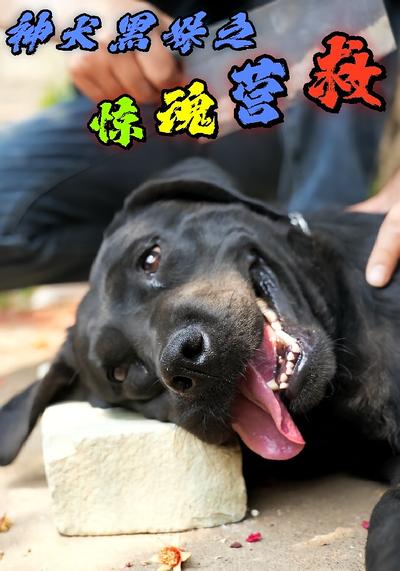 神犬黑妹之惊魂营救