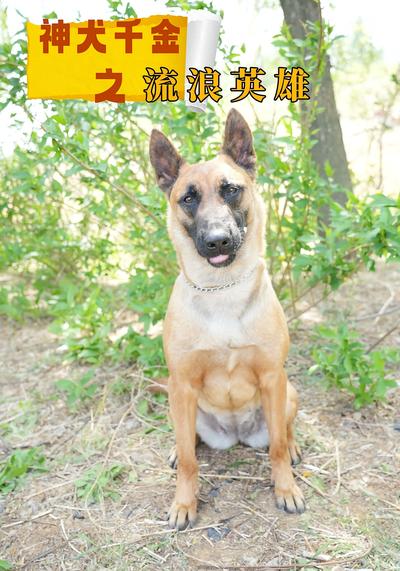 神犬千金之流浪英雄