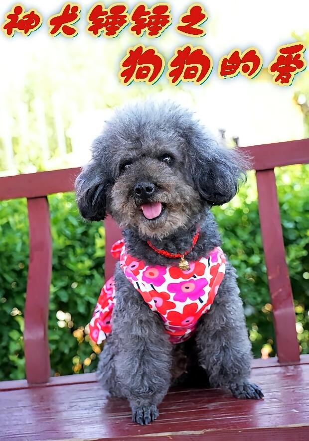 神犬锤锤之狗狗的爱