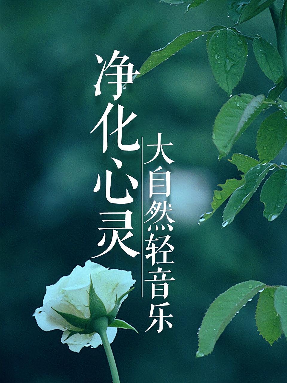 净化心灵大自然轻音乐