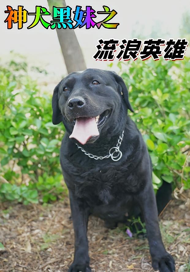 神犬黑妹之流浪英雄