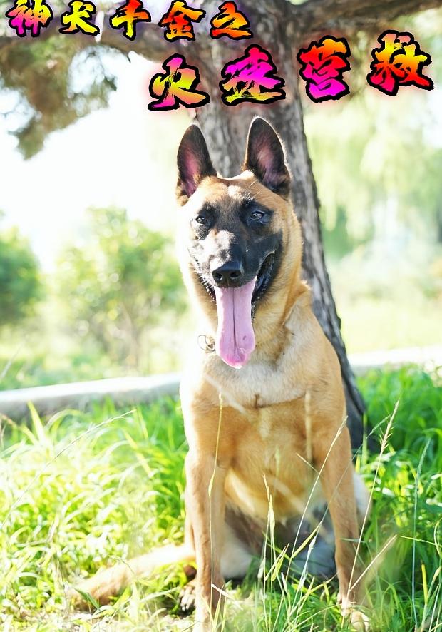 神犬千金之火速营救