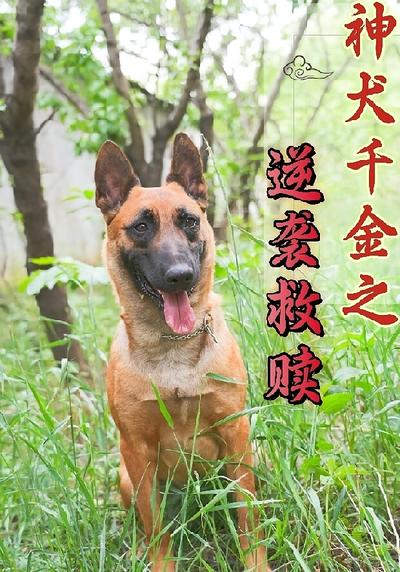 神犬千金之逆袭救赎