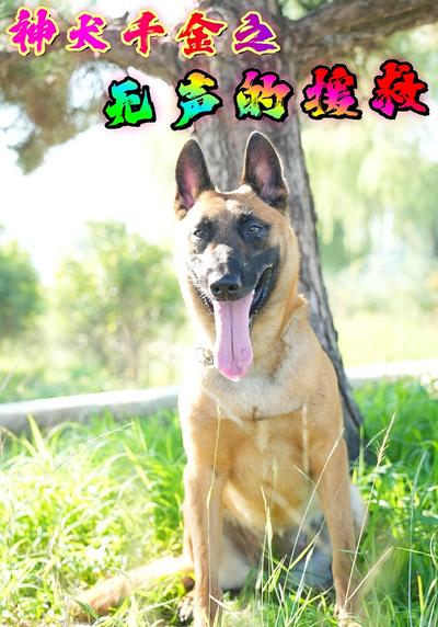 神犬千金之无声的援救