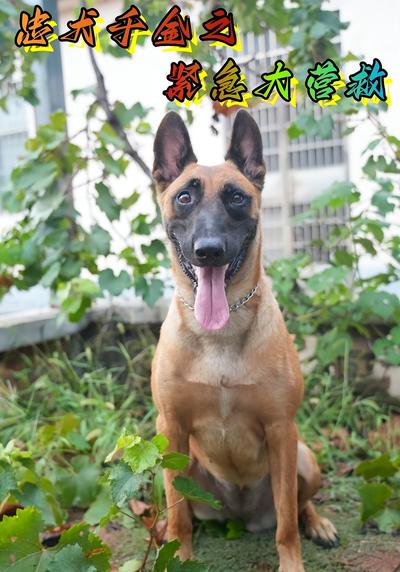 忠犬千金之紧急大营救