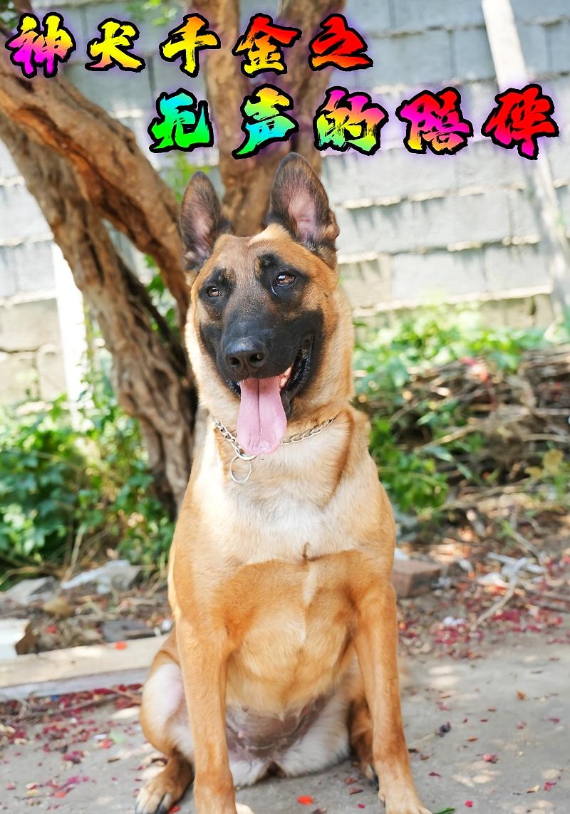 神犬千金之无声的陪伴