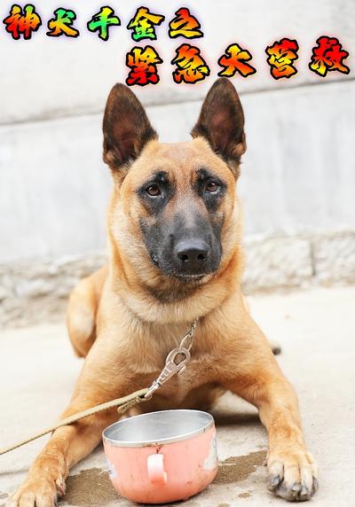 神犬千金之紧急大营救