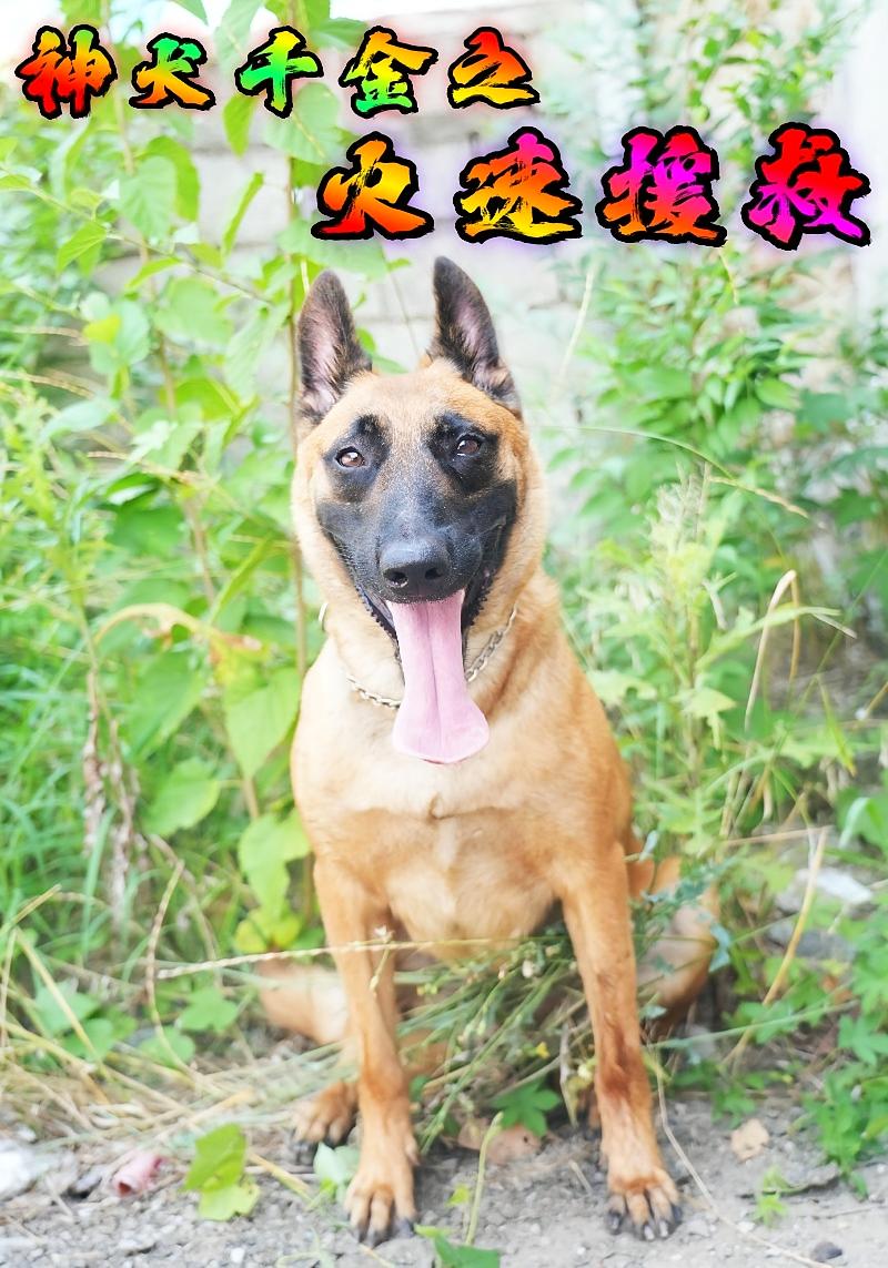 神犬千金之火速援救